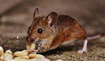 24 Hour & Emergency Exterminators in New Baltimore, NY